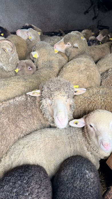 Vand oi merinos sau carabas