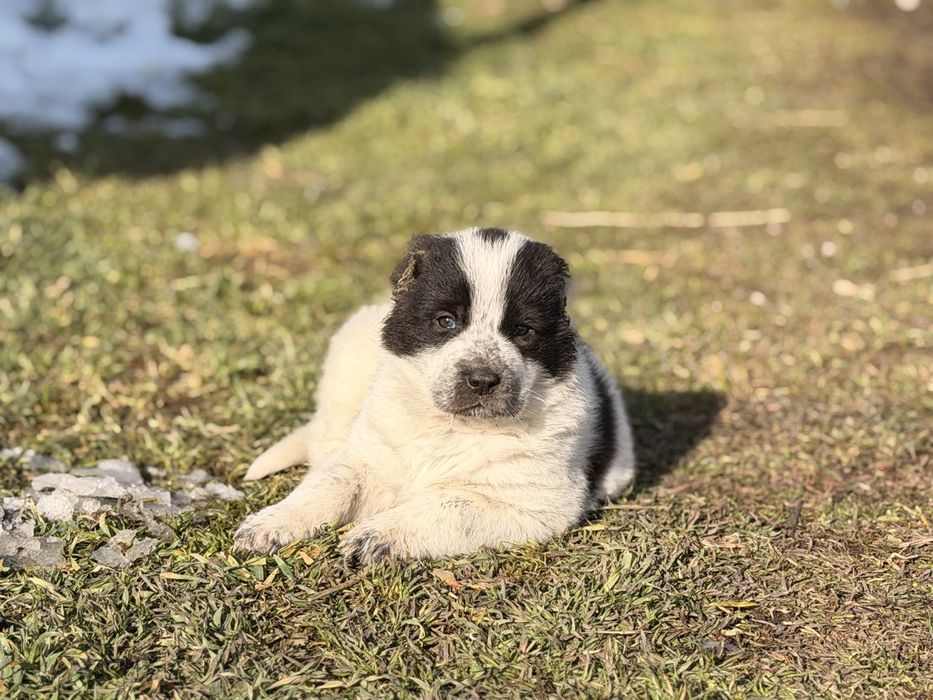 Алабай тобет кушык