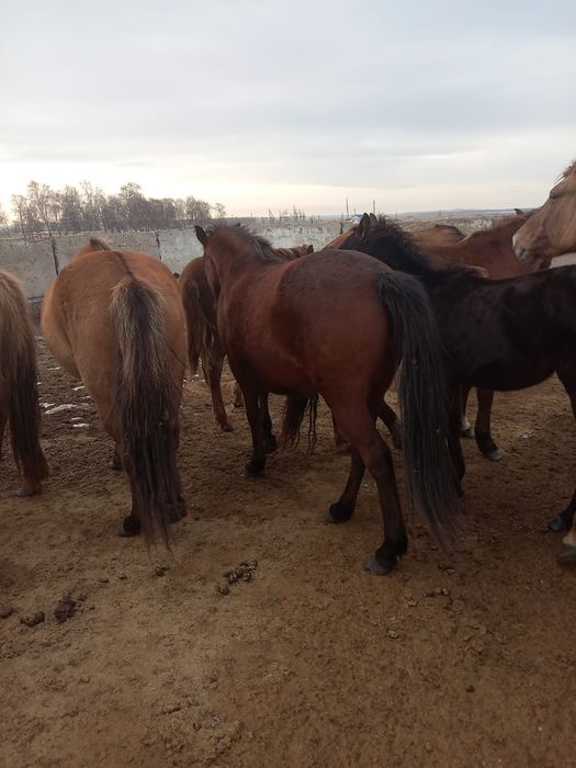 Подам лошадей    .