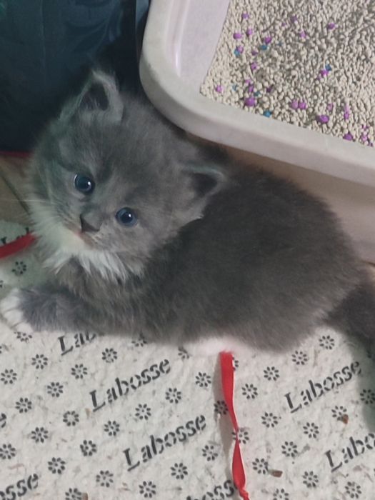 Продам котят в хорошие руки