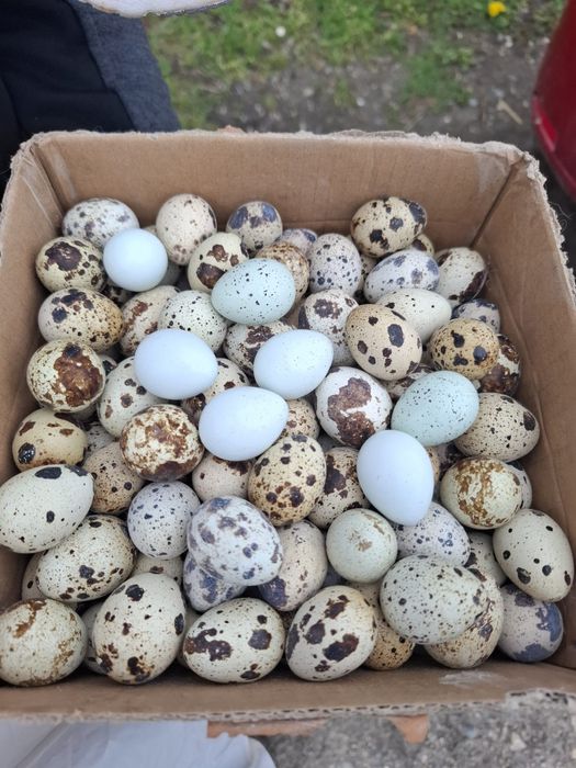 Prepelite ouatoare vârstă peste 6 saptamani