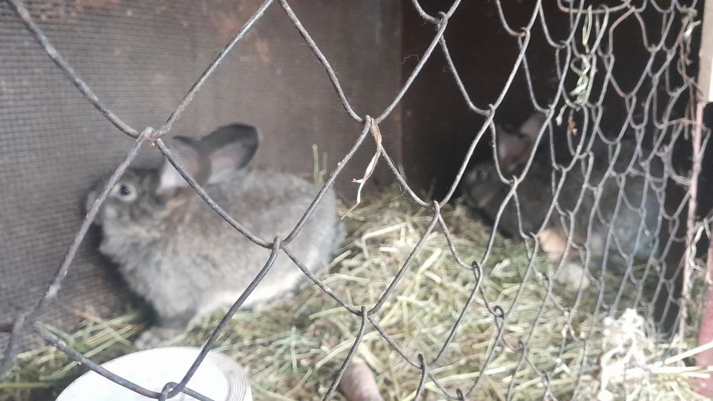 Продам кроликов 3 штуки