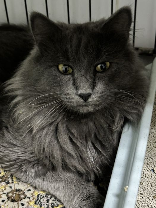 Дарю шикарного кота Шермана