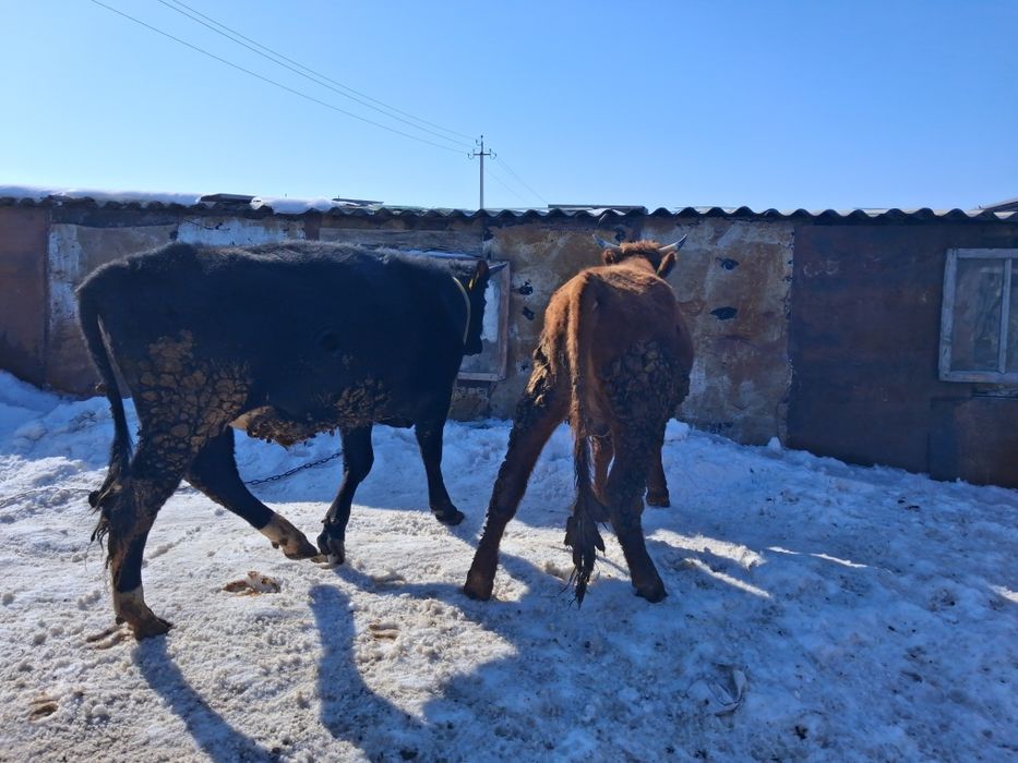 Продам быков 2-х лет