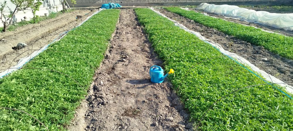 Har xil turdagi ishonchli koʻchatlar