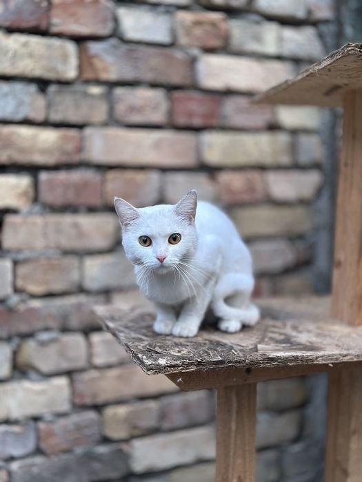 Кошки и котята на пристройство