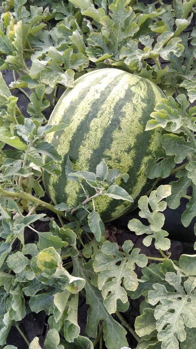 Продам арбузы опт и розница