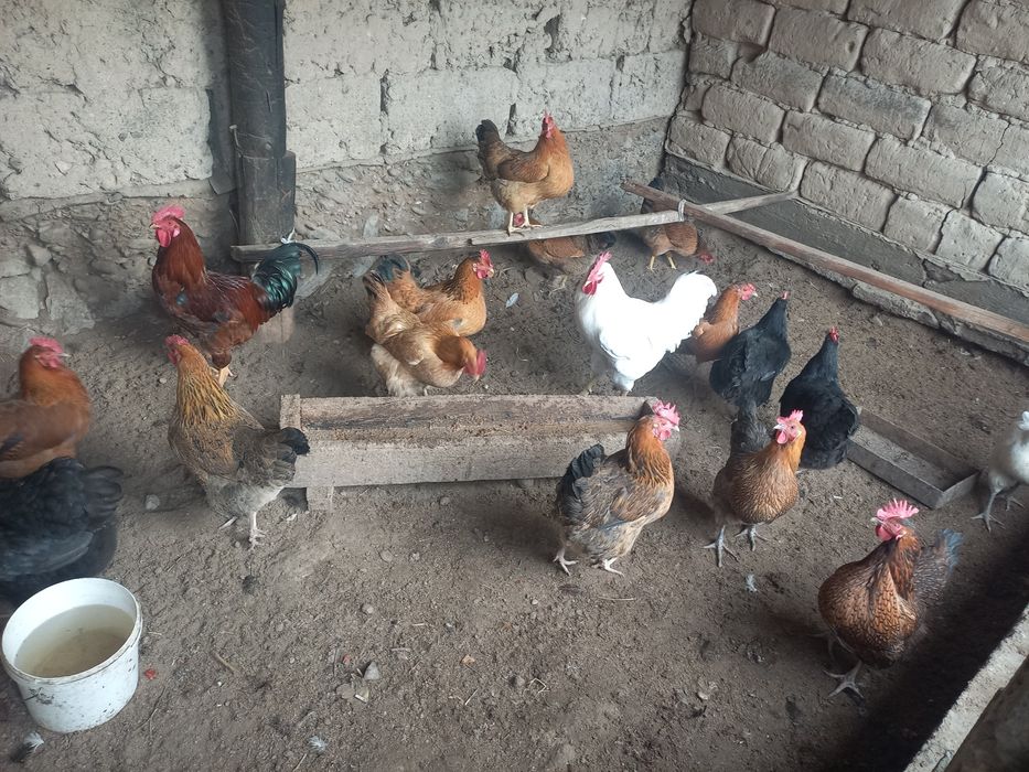 Тауықтардың жұмыртқалары сатылады