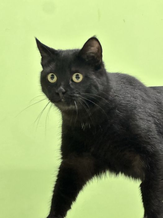 Кошка Фурия ищет дом