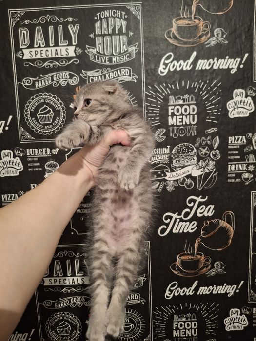 Шотландская(скотиш фолд) вислоухая девочка есть торг