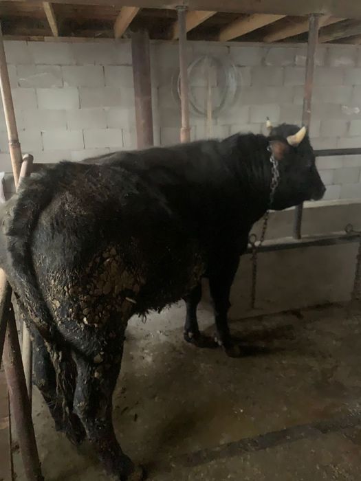 Продам быка 3х годовалого