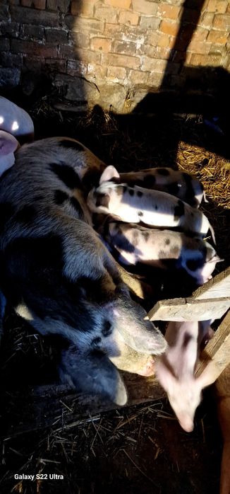 Прасета малки и големи