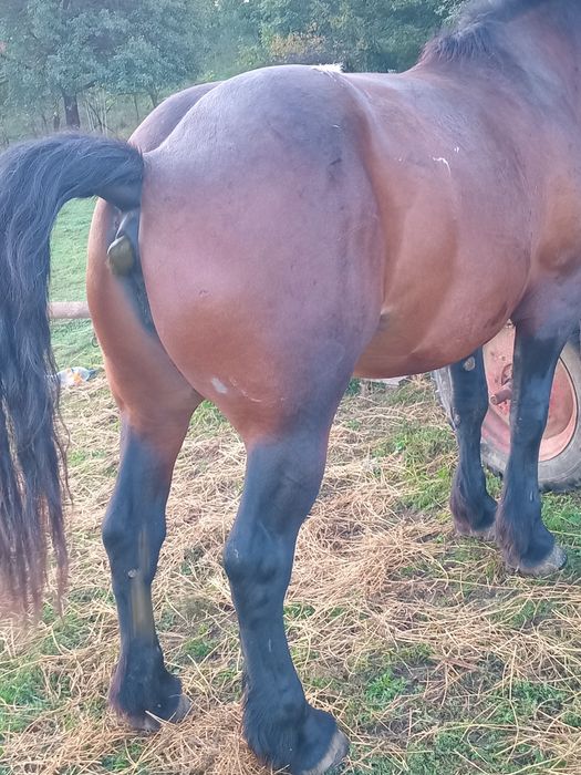 Vând iapă murga de 3 ani