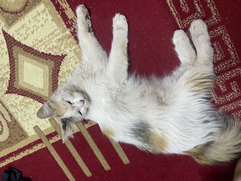 Отдам котят бесплатно