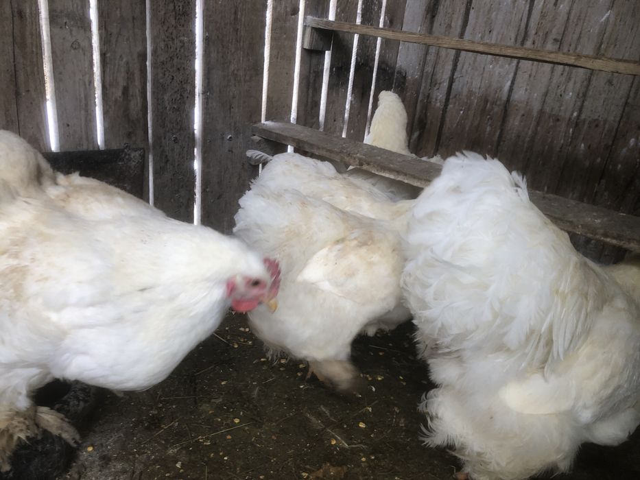 Oua pentru incubat rase deosebite