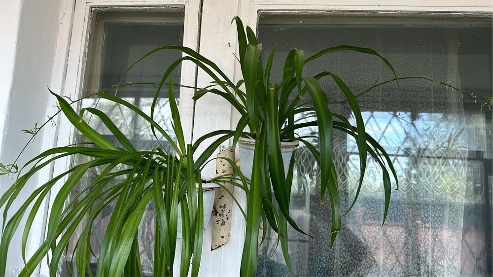 Цветы распродажа, распродажа