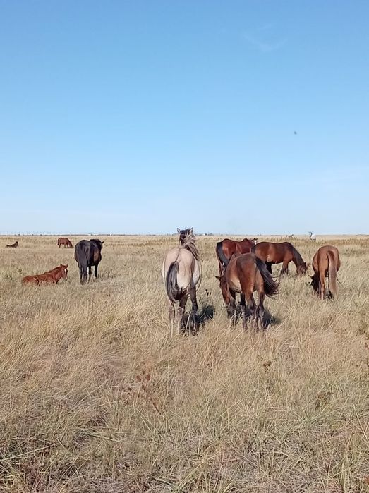 Продам полторашки бие жабагы оптом