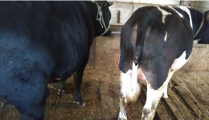 Бұқалар сатылады