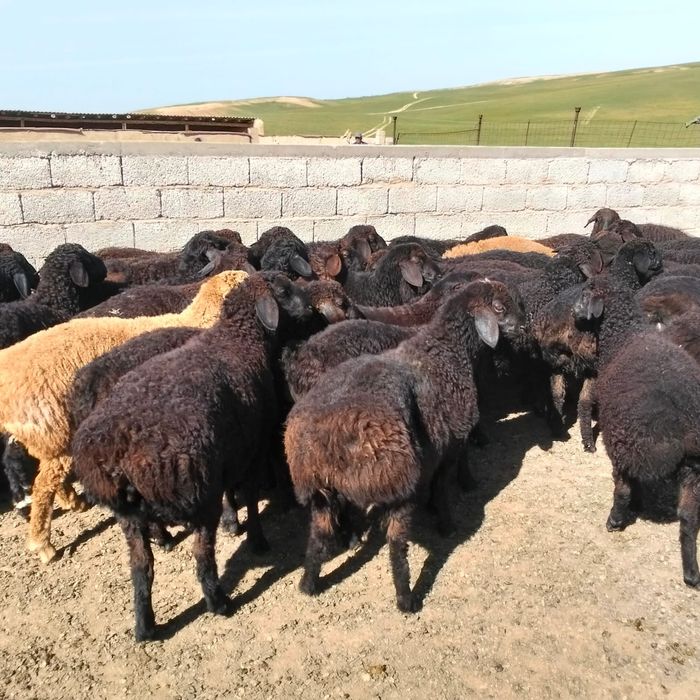 Қозы қошқарлар бар 45 бас