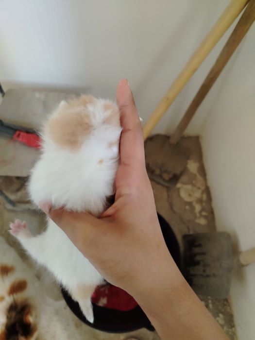 Турецкая ангора бтлалари сотилади