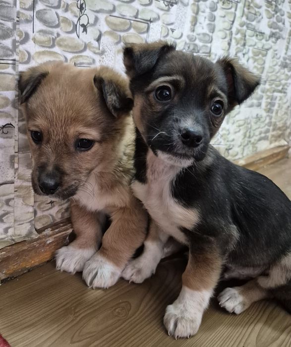 Маленькие щенки ищут дом
