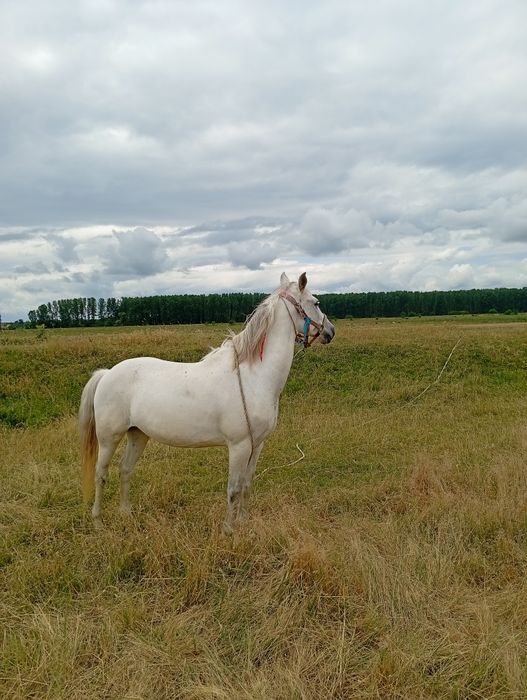 De vânzare doi caii