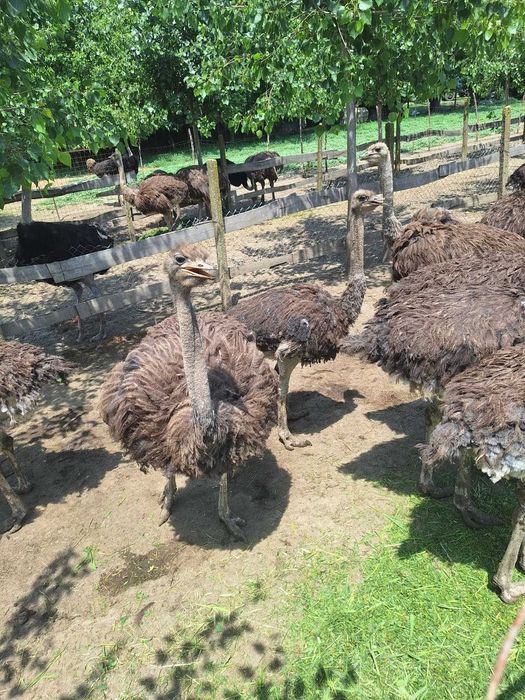 Vând Struți African de 7-8 luni
