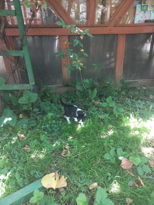 ofer pisoi de 1 luna spre adoptie in Pitesti sau Bucuresti