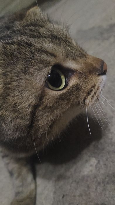 Skotish fold sotiladi