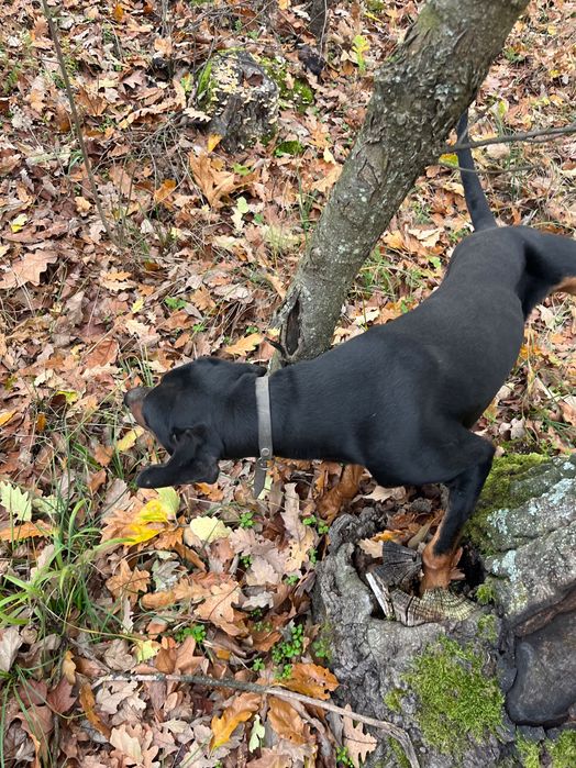 Продавам две ловни гончета