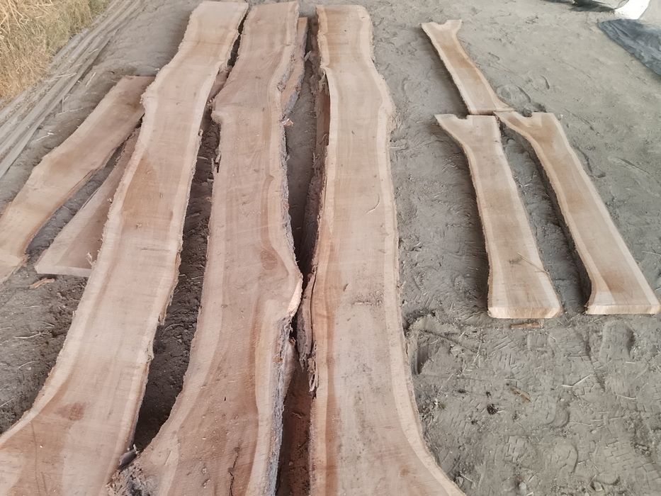 Гужум Тахта Карагач