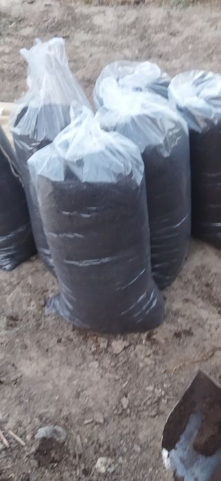 BIYAGOMIS oʻgʻiti sifatli100%