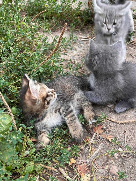 Отдам котенка в хорошие руки