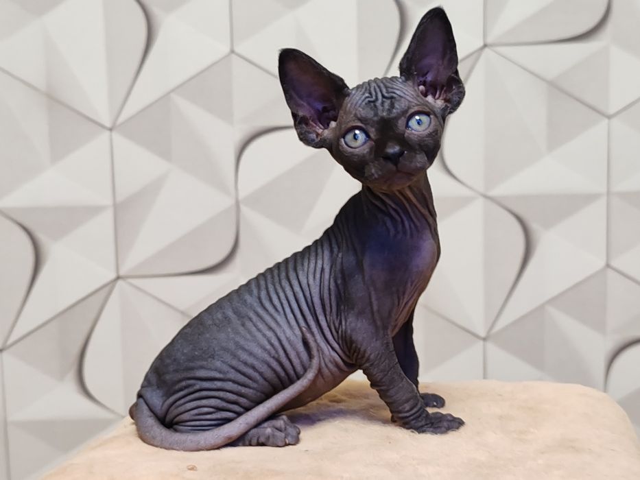 Котята из профессионального питомника