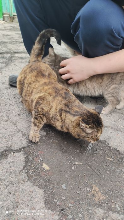 Отдам кошек и котов