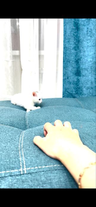 Отдам белого котенка