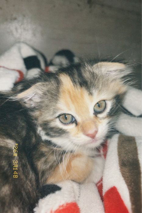 Пушистый вислоухий котенок