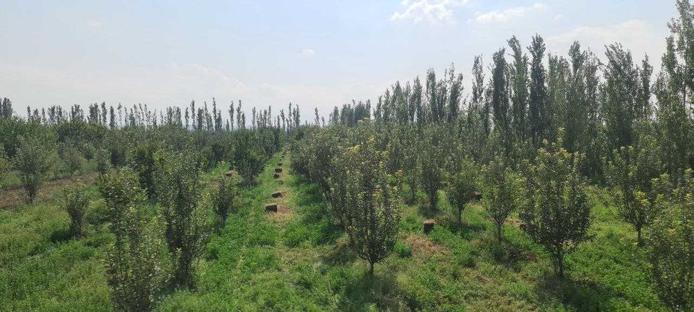 4 gektarli Bog' 20 Sotix Noturar joyi bor (  даромадли бог)