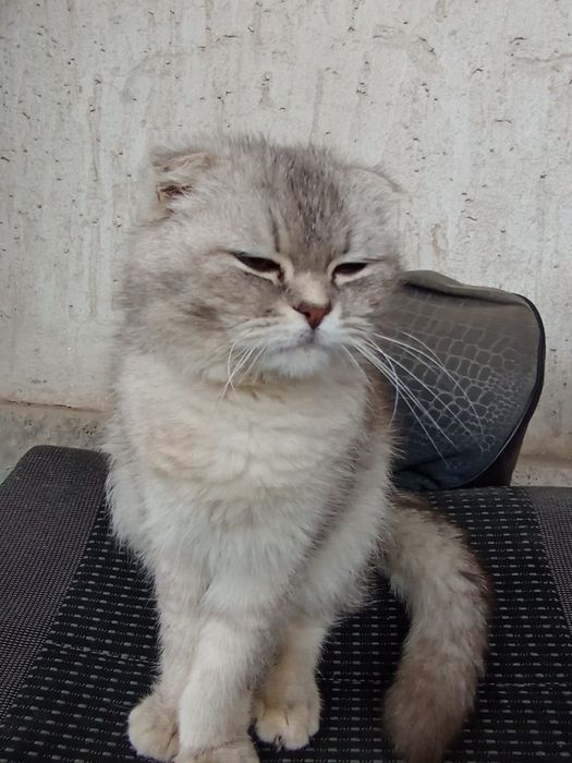 Шотландский мысық