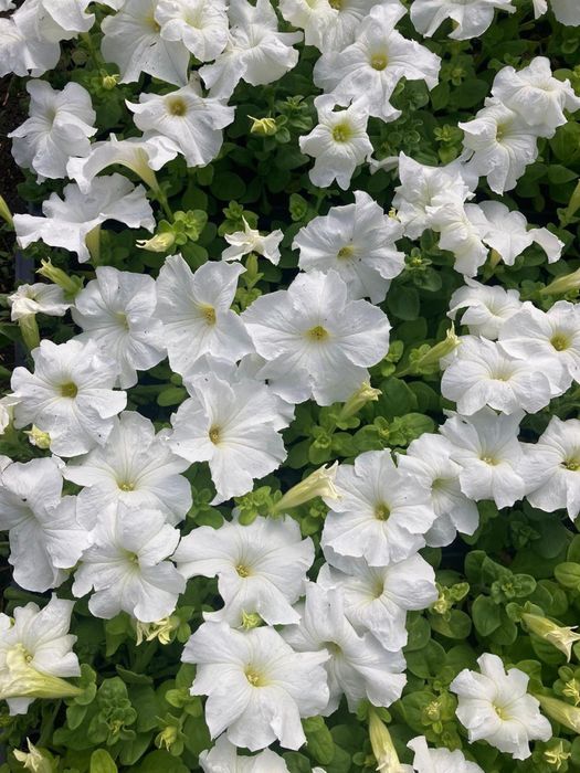 Продам петунию ….. ….