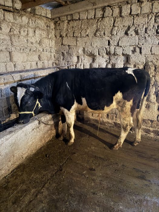 Бұқа        Бычок