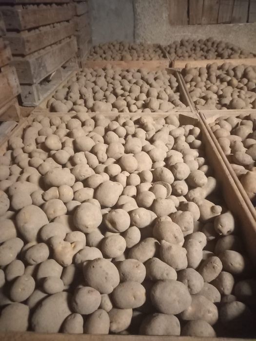 Vand cartofi albi si rosii