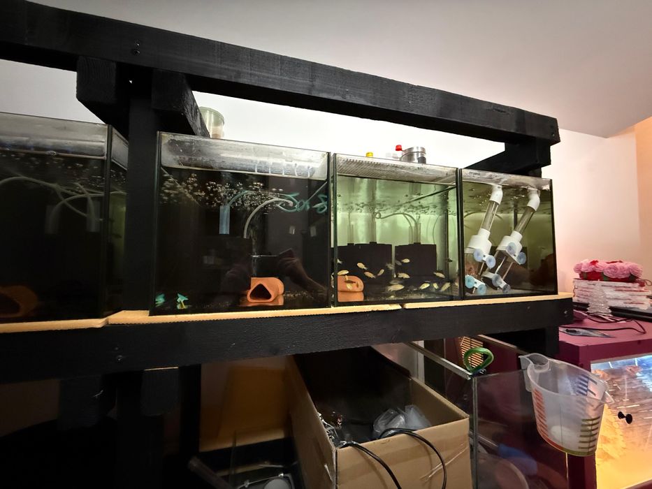 Vand 6 Acvarii de 54 litri aproape noi, compresor aer, bureti