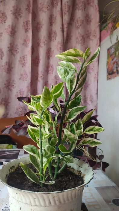 Цветок "Педилантус"