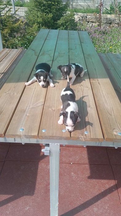 Продавам Чихуахуа