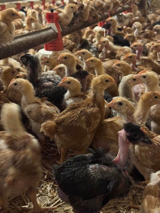 Pui rasa mixta, carne, pui zburati