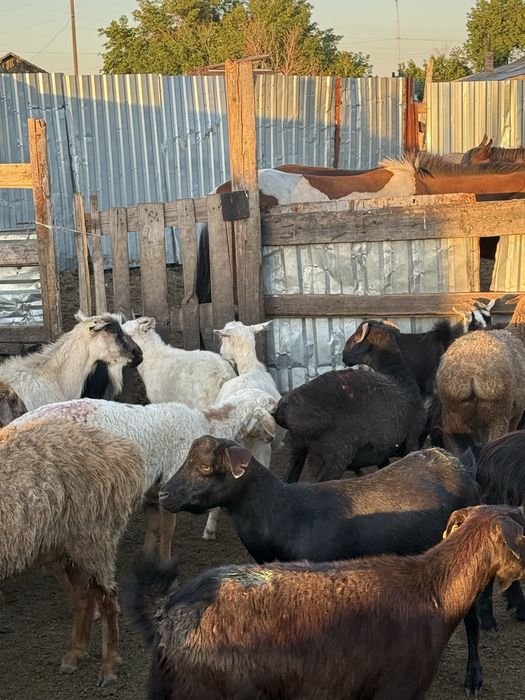 Продам баран в шахтинске