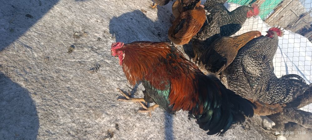 Продам петухов, один доминант