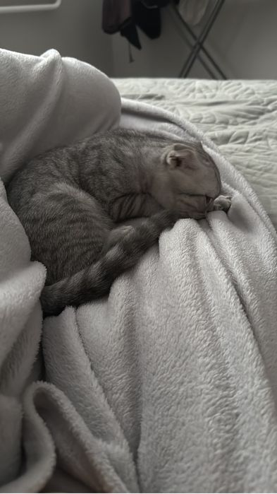 шотландская вислоухая