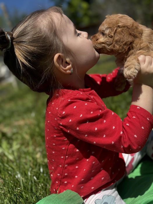 Мини пудел Пудел